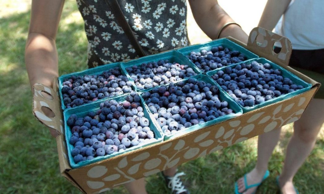 linvilla orchards blueberry festival